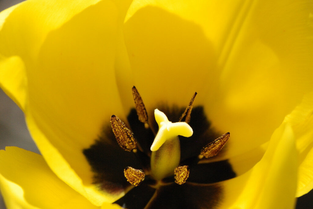 yellow-tulip-1024x685-7337839